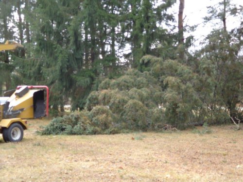 Abattage, lagage et taille d'arbre  Drummondville - Arbor lagage MG inc.