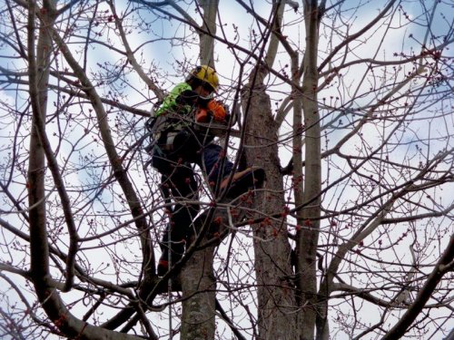 Abattage, lagage et taille d'arbre  Drummondville - Arbor lagage MG inc.