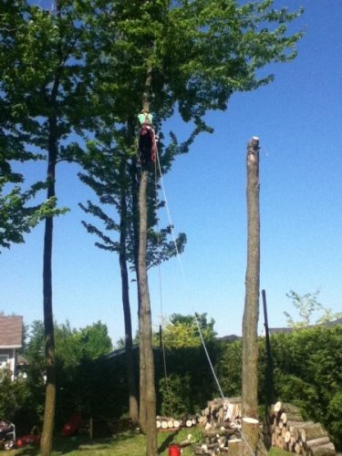 Abattage, lagage et taille d'arbre  Drummondville - Arbor lagage MG inc.
