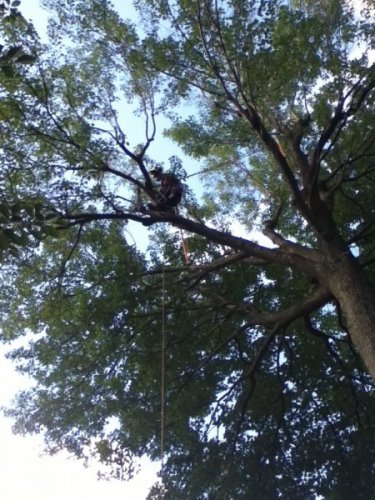 Abattage, lagage et taille d'arbre  Drummondville - Arbor lagage MG inc.