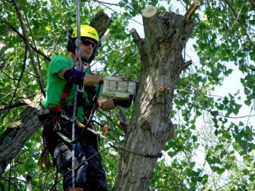 Abattage, lagage et taille d'arbre  Drummondville - Arbor lagage MG inc.