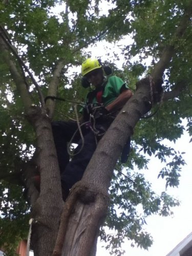 Abattage, lagage et taille d'arbre  Drummondville - Arbor lagage MG inc.