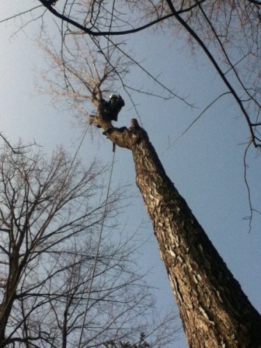 Abattage, lagage et taille d'arbre  Drummondville - Arbor lagage MG inc.