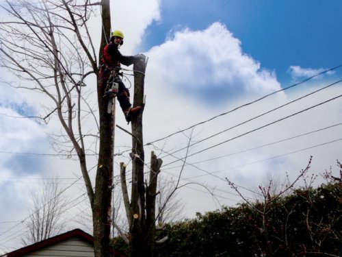 Abattage, lagage et taille d'arbre  Drummondville - Arbor lagage MG inc.