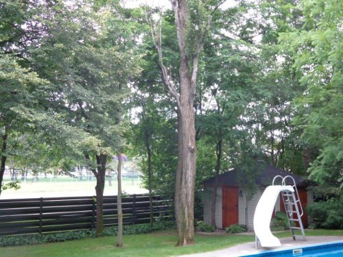 Abattage, lagage et taille d'arbre  Drummondville - Arbor lagage MG inc.