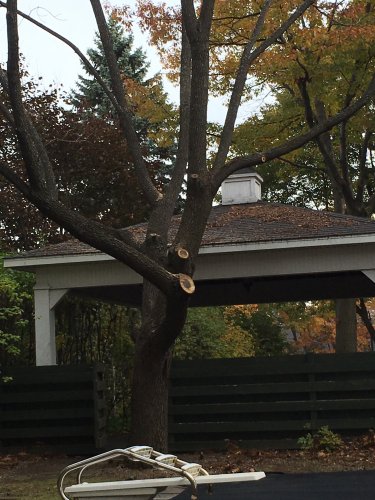 Abattage, lagage et taille d'arbre  Drummondville - Arbor lagage MG inc.