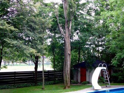 Abattage, lagage et taille d'arbre  Drummondville - Arbor lagage MG inc.