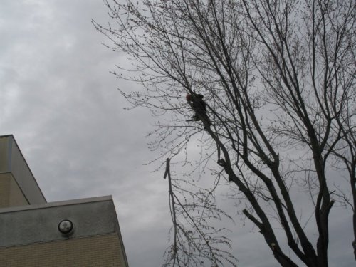 Abattage, lagage et taille d'arbre  Drummondville - Arbor lagage MG inc.