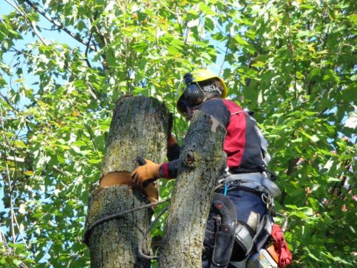 Abattage, lagage et taille d'arbre  Drummondville - Arbor lagage MG inc.