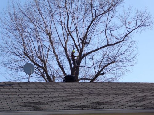 Abattage, lagage et taille d'arbre  Drummondville - Arbor lagage MG inc.