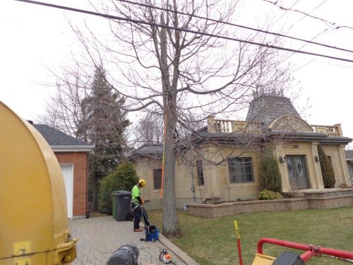 Abattage, lagage et taille d'arbre  Drummondville - Arbor lagage MG inc.