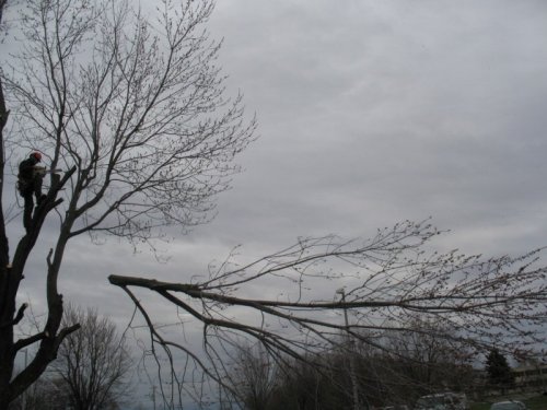 Abattage, lagage et taille d'arbre  Drummondville - Arbor lagage MG inc.