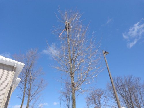 Abattage, lagage et taille d'arbre  Drummondville - Arbor lagage MG inc.