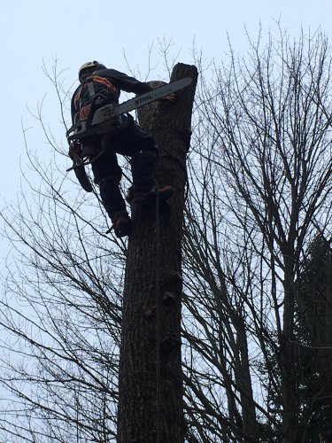 Abattage, lagage et taille d'arbre  Drummondville - Arbor lagage MG inc.