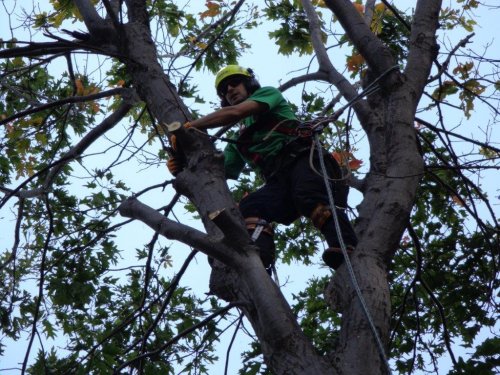 Abattage, lagage et taille d'arbre  Drummondville - Arbor lagage MG inc.