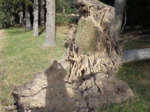 Abattage, lagage et taille d'arbre  Drummondville - Arbor lagage MG inc.