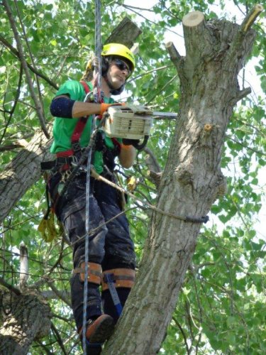 Abattage, lagage et taille d'arbre  Drummondville - Arbor lagage MG inc.