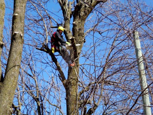 Abattage, lagage et taille d'arbre  Drummondville - Arbor lagage MG inc.