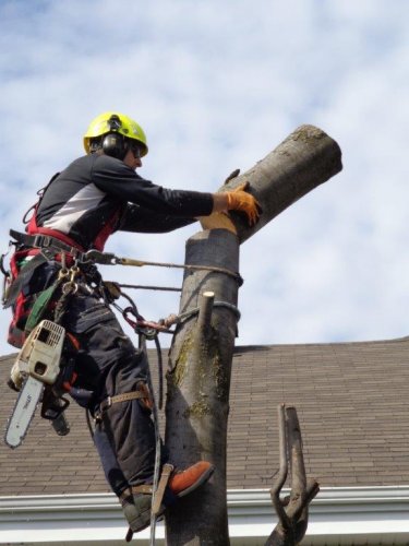 Abattage, lagage et taille d'arbre  Drummondville - Arbor lagage MG inc.