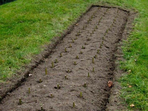 Abattage, lagage et taille d'arbre  Drummondville - Arbor lagage MG inc.