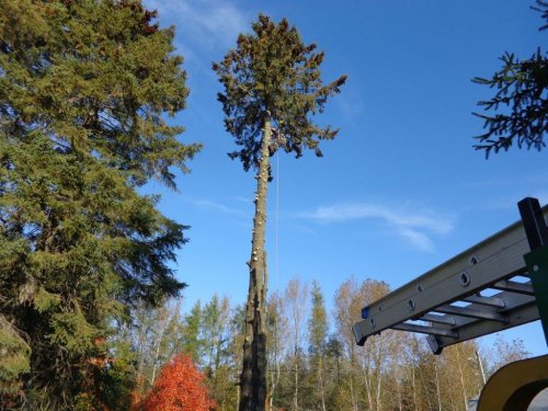 Abattage, lagage et taille d'arbre  Drummondville - Arbor lagage MG inc.