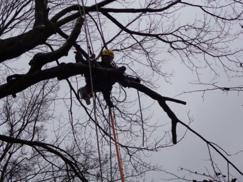 Abattage, lagage et taille d'arbre  Drummondville - Arbor lagage MG inc.