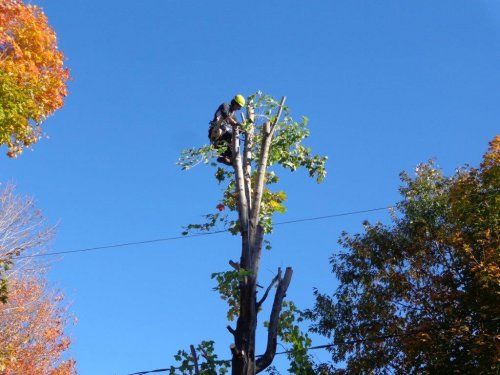 Abattage, lagage et taille d'arbre  Drummondville - Arbor lagage MG inc.