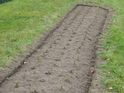 Abattage, lagage et taille d'arbre  Drummondville - Arbor lagage MG inc.