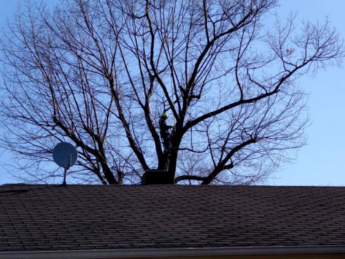 Abattage, lagage et taille d'arbre  Drummondville - Arbor lagage MG inc.