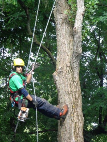 Abattage, lagage et taille d'arbre  Drummondville - Arbor lagage MG inc.