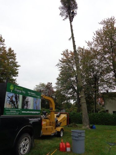 Abattage, lagage et taille d'arbre  Drummondville - Arbor lagage MG inc.