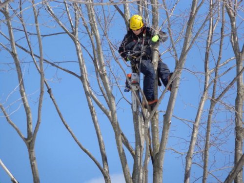 Abattage, lagage et taille d'arbre  Drummondville - Arbor lagage MG inc.