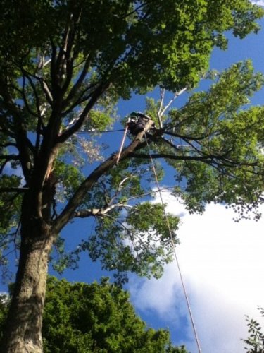 Abattage, lagage et taille d'arbre  Drummondville - Arbor lagage MG inc.