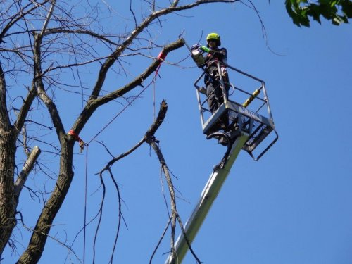 Abattage, lagage et taille d'arbre  Drummondville - Arbor lagage MG inc.