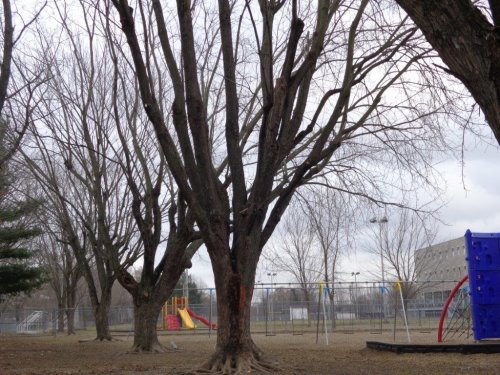 Abattage, lagage et taille d'arbre  Drummondville - Arbor lagage MG inc.