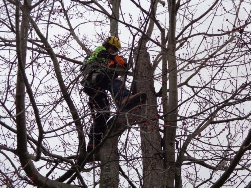Abattage, lagage et taille d'arbre  Drummondville - Arbor lagage MG inc.