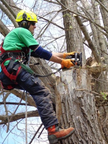 Abattage, lagage et taille d'arbre  Drummondville - Arbor lagage MG inc.