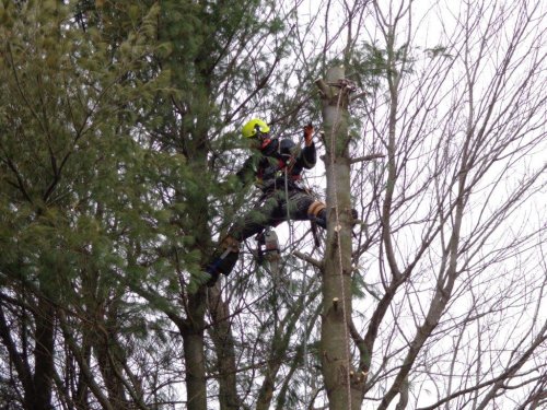 Abattage, lagage et taille d'arbre  Drummondville - Arbor lagage MG inc.