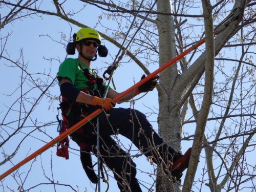 Abattage, lagage et taille d'arbre  Drummondville - Arbor lagage MG inc.