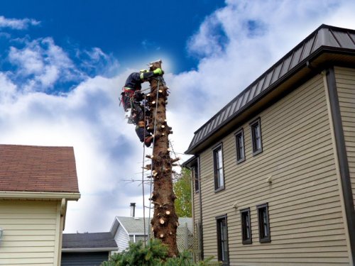 Abattage, lagage et taille d'arbre  Drummondville - Arbor lagage MG inc.