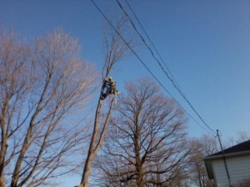 Abattage, lagage et taille d'arbre  Drummondville - Arbor lagage MG inc.