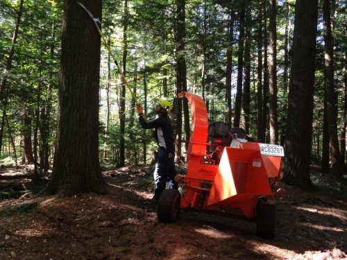 Abattage, lagage et taille d'arbre  Drummondville - Arbor lagage MG inc.