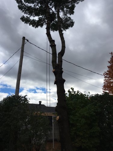 Abattage, lagage et taille d'arbre  Drummondville - Arbor lagage MG inc.