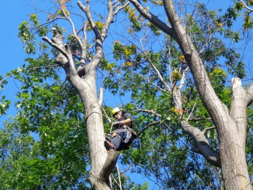 Abattage, lagage et taille d'arbre  Drummondville - Arbor lagage MG inc.