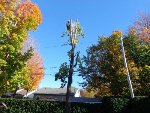 Abattage, lagage et taille d'arbre  Drummondville - Arbor lagage MG inc.