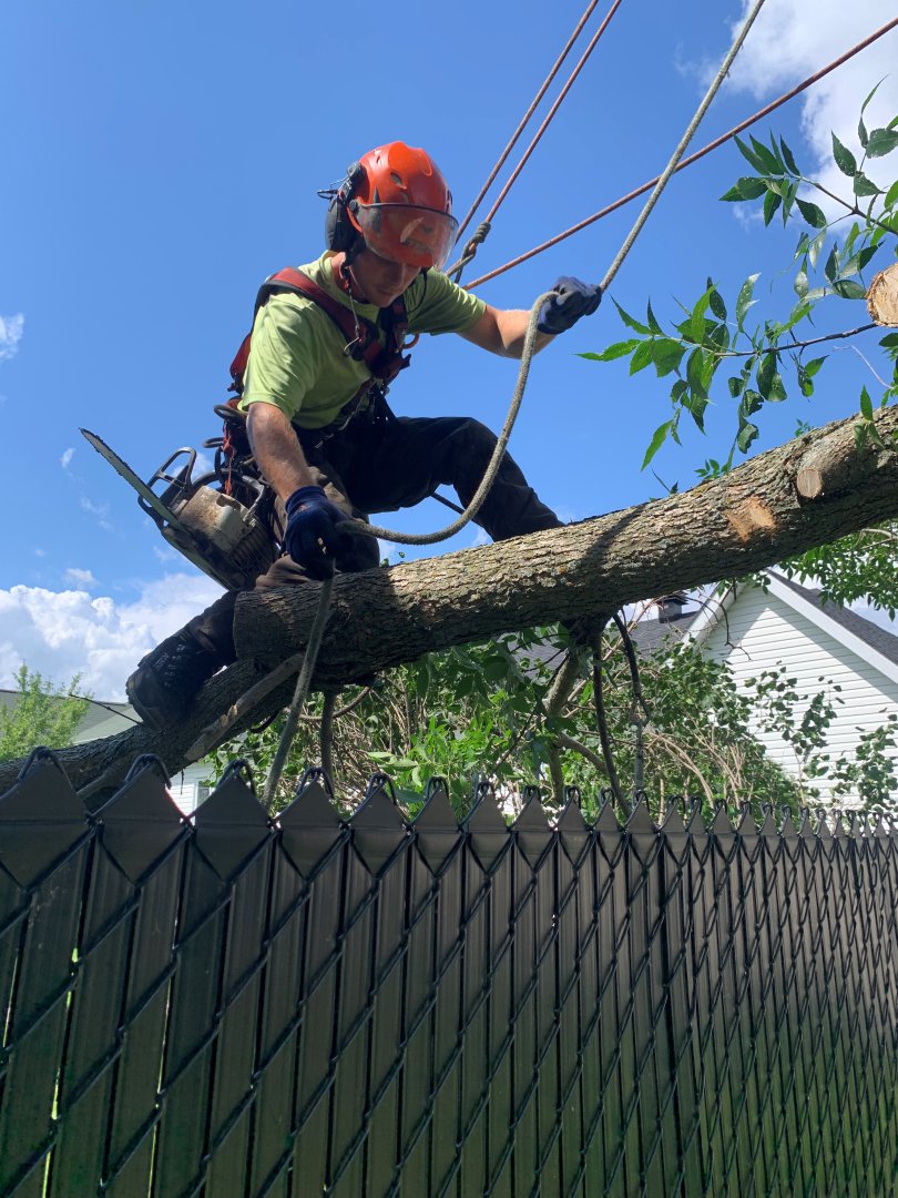 Abattage, élagage et taille d'arbre à Drummondville - Arbor Élagage MG inc.