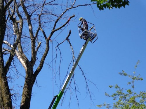 Abattage, lagage et taille d'arbre  Drummondville - Arbor lagage MG inc.