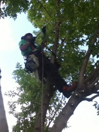 Abattage, lagage et taille d'arbre  Drummondville - Arbor lagage MG inc.