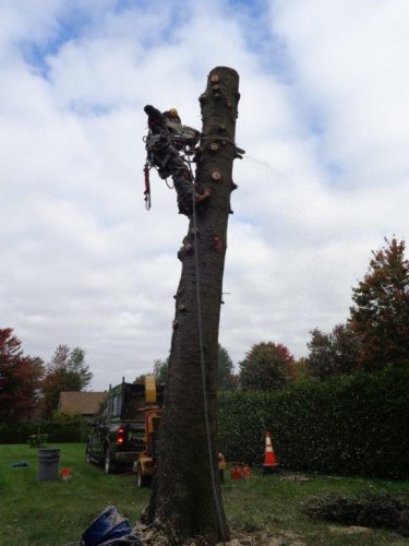 Abattage, lagage et taille d'arbre  Drummondville - Arbor lagage MG inc.