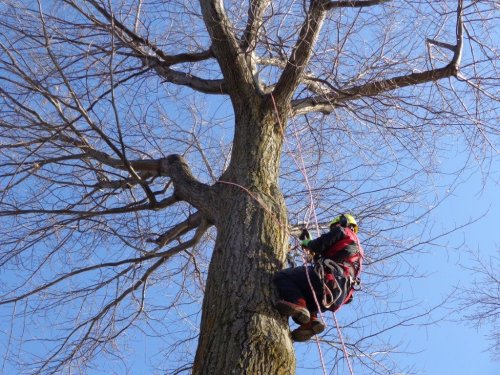 Abattage, lagage et taille d'arbre  Drummondville - Arbor lagage MG inc.